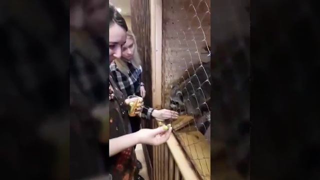 Контактный зоопарк Зверьё Моё Балаково смотреть онлайн