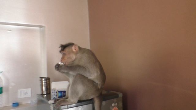 Дикая обезьяна напала на моё жилище смотреть онлайн