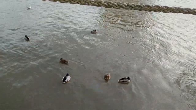 Windy Walk Along The Embankment/Kaliningrad