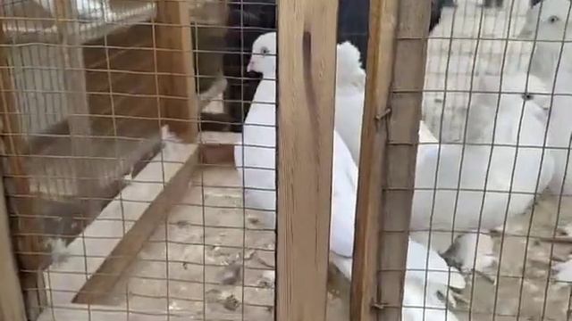 АНДИЖАН АСАКА КАБУТАР БОЗОРИ НАРХЛАРИ