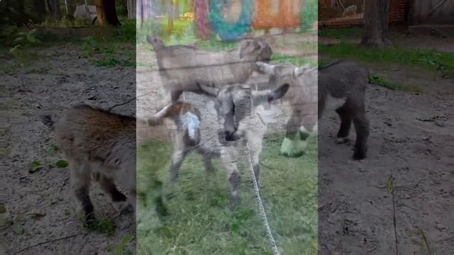 животные для контактного зоопарка, Москва, 8(965)380-13-11 смотреть онлайн