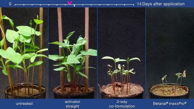 The weed control efficacy of Betanal maxxPro's Double-A Technology смотреть онлайн