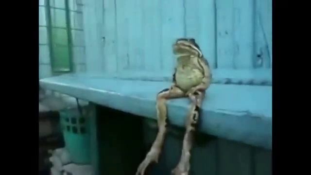 лягушонок кайфует смотреть онлайн