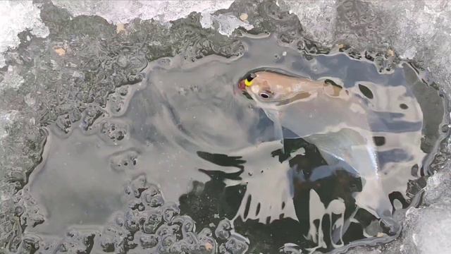 Когда уже рыбка зашевелиться. смотреть онлайн