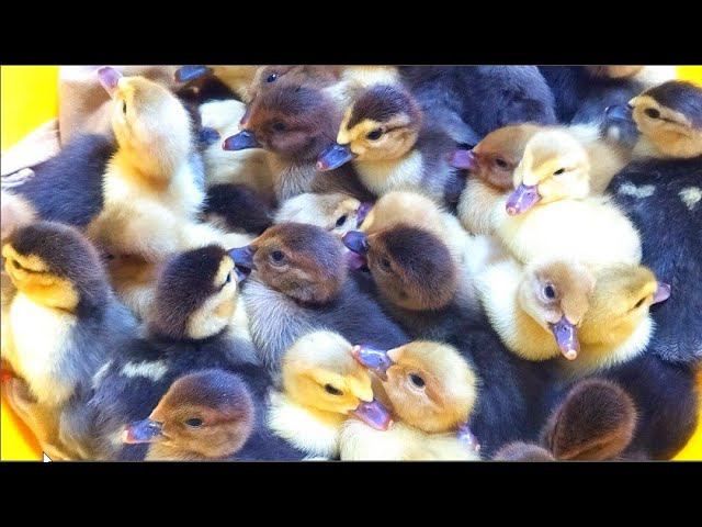 МУСКУСНЫХ УТЯТ ПРОДАЕМ ТАЗАМИ. РАССАДИЛИ БАТАТ смотреть онлайн