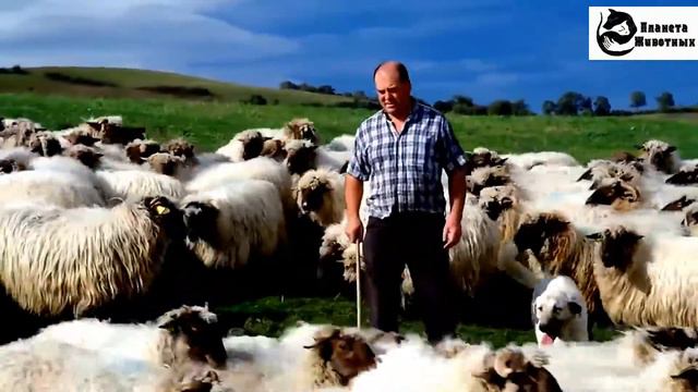 Баскская овчарка