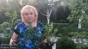 Посадка помидор разными способами !Выбери свой!