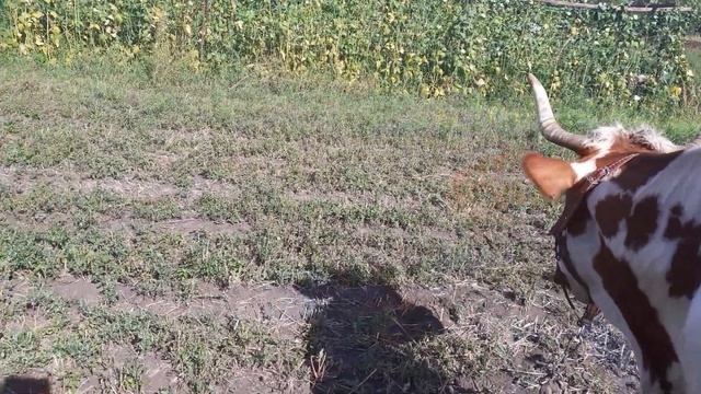 Старая кляча или все таки кормилица? смотреть онлайн