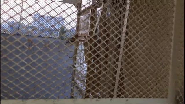 Master Cage Progress | Love birds & Java Bird Start Breeding смотреть онлайн