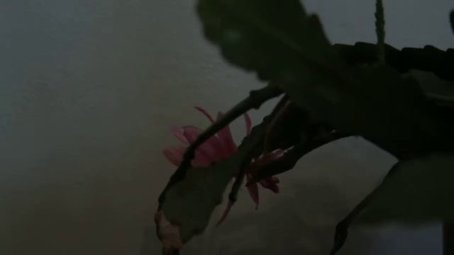 Рождественник цветет маленький декабрист смотреть онлайн