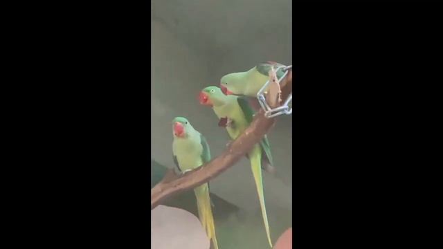 КОЛЬЧАТЫЕ ПОПУГАИ в МОСКОВСКОМ ЗООПАРКЕ // апрель 2021 года смотреть онлайн