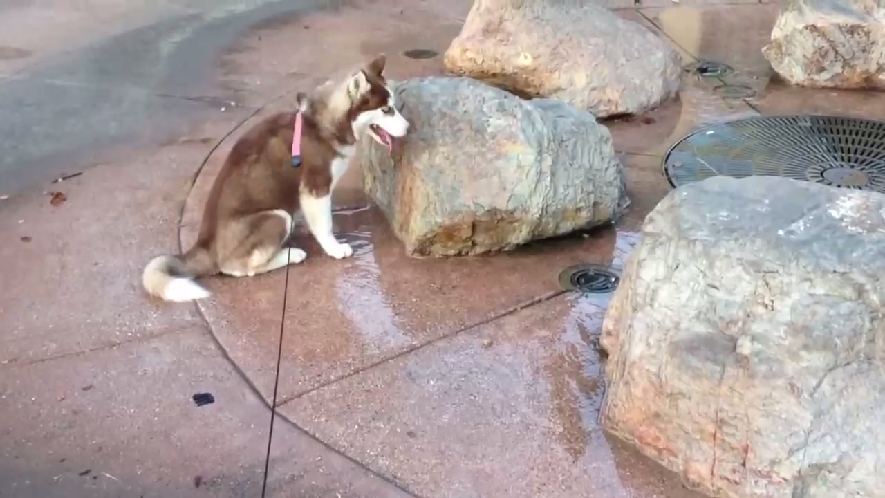 Хаски неудачно сел смотреть онлайн