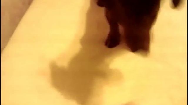 ТАКСА распознает и приносит игрушки. смотреть онлайн