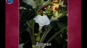 Цветы. Урок 2.10. Семейство паслёновые