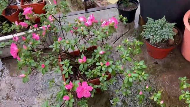 «Azalea Town» 8 дней спустя, в первый день весны. 01.03.2022 г.