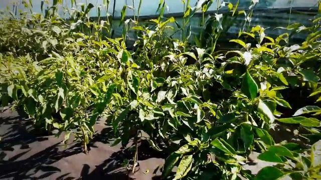 Перец Капстар Kapstar Bursa Tohum