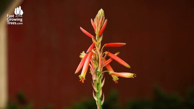 Hedgehog Aloe Plant | FastGrowingTrees.com смотреть онлайн