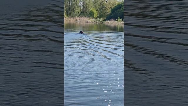 Обзор кораблика SHARK.Тест.