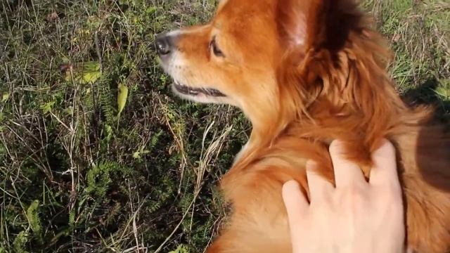 Осенние мотивы смотреть онлайн