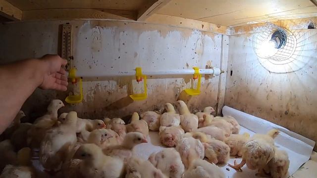 КУПИЛИ ЦЫПЛЯТ БРОЙЛЕРОВ. смотреть онлайн