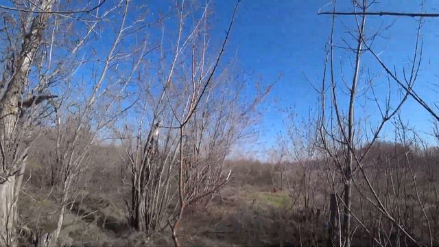Почки распускаются на деревьях в окрестностях Караганды, новая трава пробивается Второго Мая 2023 г смотреть онлайн