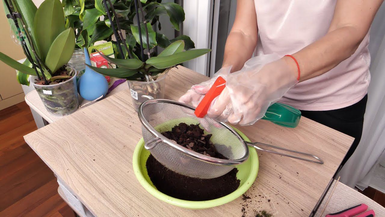 Обработка новых орхидей опять пошла НЕ ТАК КАК ЗАПЛАНИРОВАЛА. Двухвосткой не закончилось! смотреть онлайн