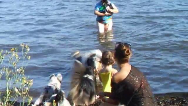 шелти и колли на море смотреть онлайн