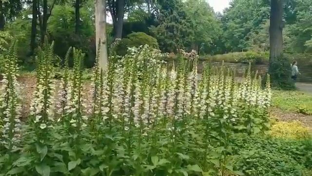 ПАРК РОДОДЕНДРОН утопает в цветах и зелени !!! смотреть онлайн