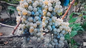 Лучшие винные сорта винограда Германии.