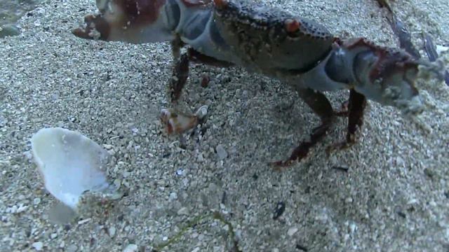 Я много побывал я видел белый свет смотреть онлайн