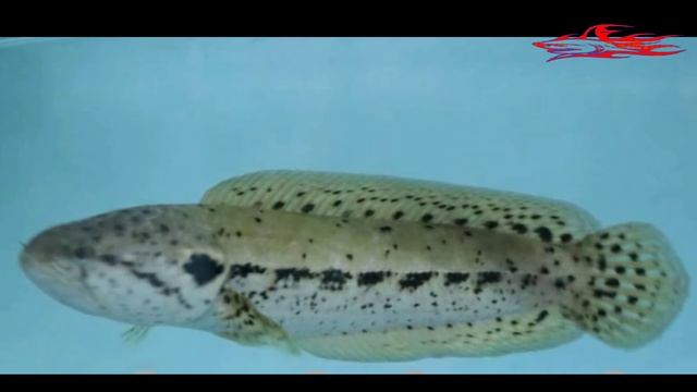 10 JENIS IKAN CHANNA DAN HARGANYA 2023 смотреть онлайн