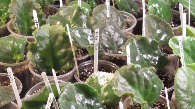 Лист фиалки на укоренении вянет Можно ли вообще что то сделать? смотреть онлайн