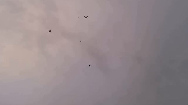 Николаевские голуби Сергея Коровина г Бобров Воронежская обл № 2 смотреть онлайн