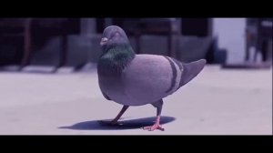 Голуби летят над детским садом. Детский шансон