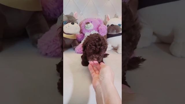 мальтипу шоколад эксклюзивный окрас. смотреть онлайн