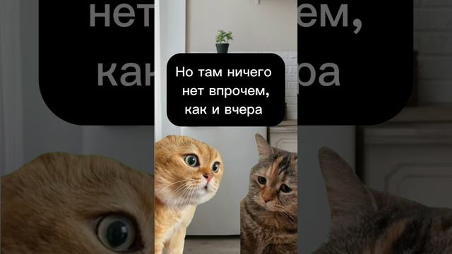 смешные котики 🐈 муж и жена мем. #мем2024 #юмор #смехюморвеселье смотреть онлайн
