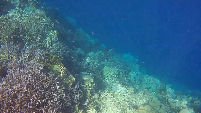 СНОРКЛИНГ | SNORKELING INDONESIA NORTH SULAWESI ISLAND BUNAKEN