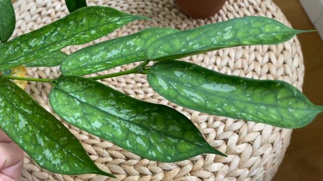 Hoya Pandurata Vietnam splash-вырастила заново за год смотреть онлайн