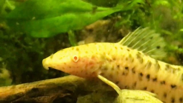 Albino Hoplo Thoracatum Cat Fish смотреть онлайн