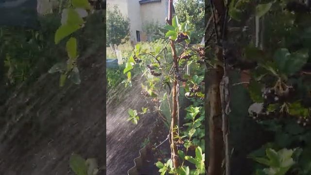 ????? ВОДНЫЕ ПРОЦЕДУРЫ ДЛЯ ЧЕРНОПЛОДНОЙ РЯБИНЫ смотреть онлайн