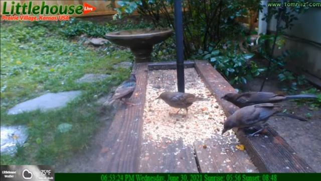 #Кормушка#Птицы#Белки#Завтрак смотреть онлайн