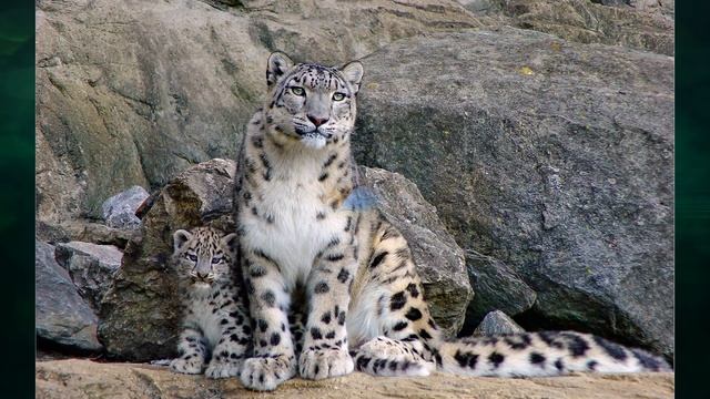 "Охрана животных", Окружающий мир 3 класс ч.1, с.124-125, Планета знаний. смотреть онлайн