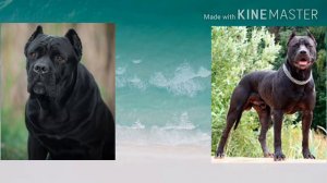 Кто сильнее Кане корсо или Американский питбультерьер