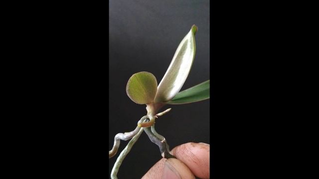 Орхидея Эквестрис. Особенность этого фаленопсиса.