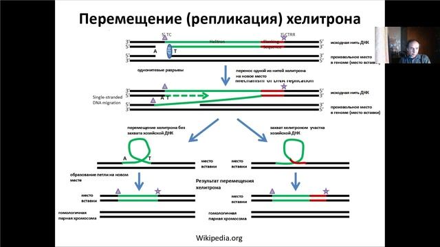Основы молекулярной и клеточной биологии. Лекция 10. Мобильные генетические элементы