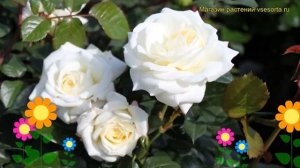 Роза флорибунда Алабаштер. Краткий обзор, описание характеристик, где купить саженцы Alabaster