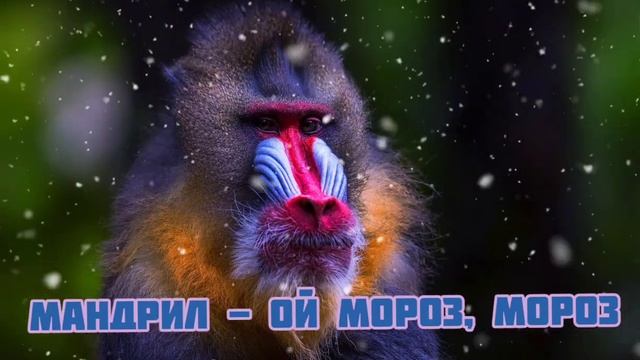 Мандрил - Ой Мороз, Мороз|Шоу "Маска-4"|[4-Выпуск?] смотреть онлайн