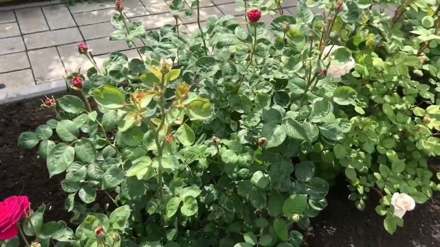Английские розы. "Фальстаф" (начало цветения, 3 зона) смотреть онлайн