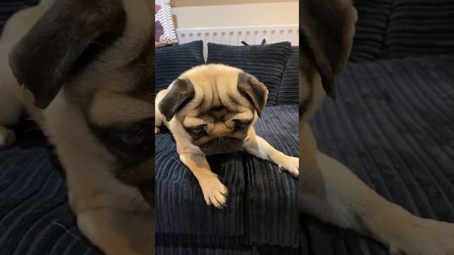 | COCONUT-EATING CHAMPION | Pangpang the Pug 2021 | Pug sounds ASMR смотреть онлайн
