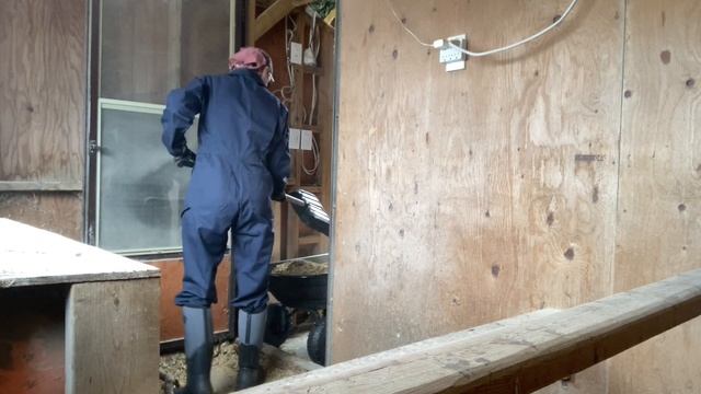 cleaning out the chicken coop // spring homestead chores // Spring 2023 смотреть онлайн